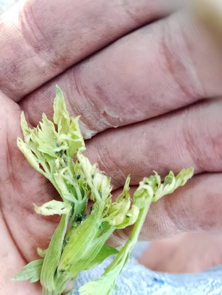 السلام عليكم ممكن علاج المن دوة مع العلم اليانسون قرب يفتح الزهر وانا رشيت مبيد به اسيتامبريد